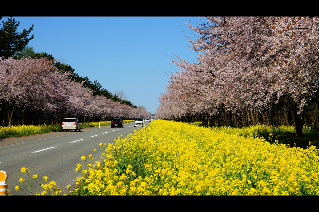 菜の花ロード3