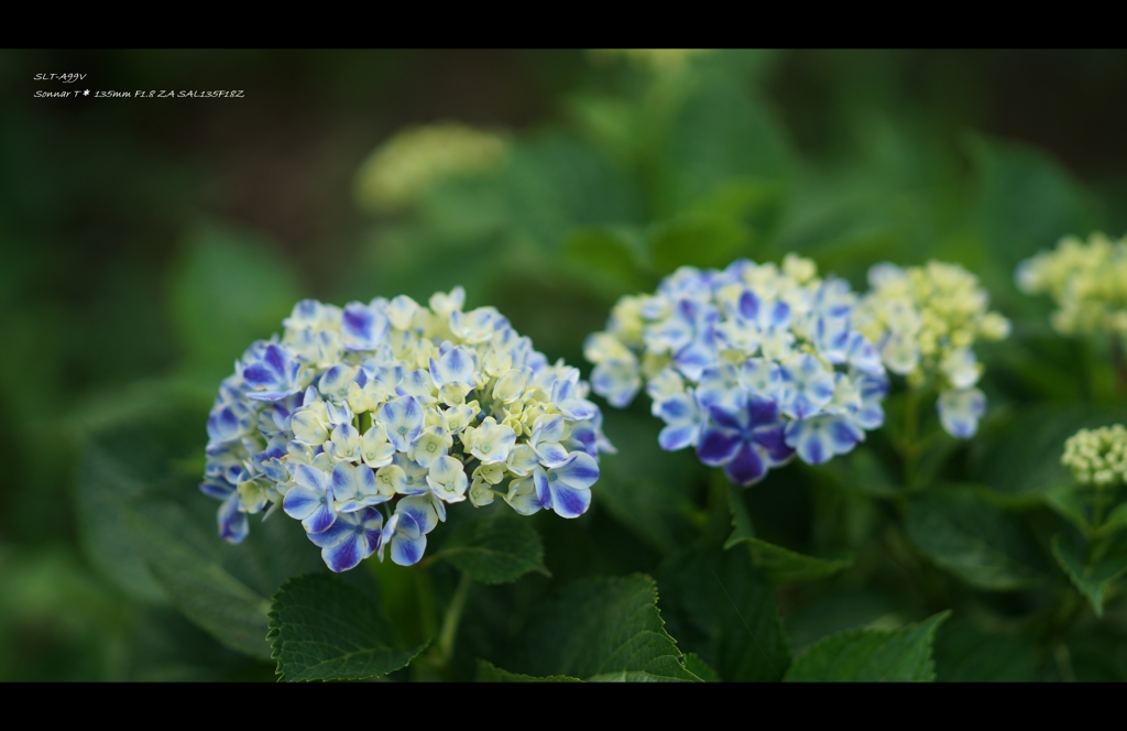 2013紫陽花18