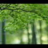 竹林のもみじ