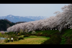 角館：桧木内川堤4