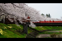 角館：桧木内川堤2