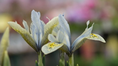 気になる花