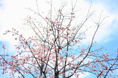 桜 #3