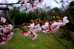 桜 #2