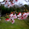 桜 #2