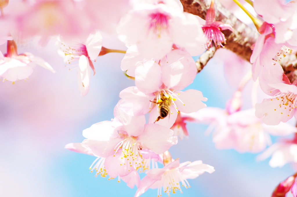桜とハチ