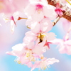 桜とハチ