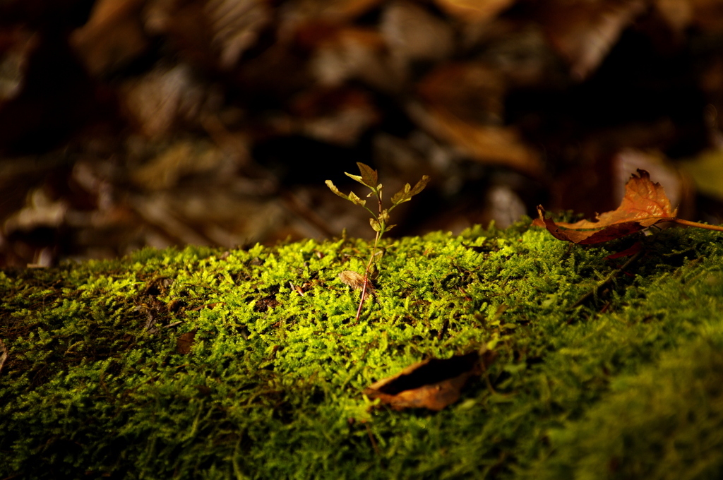 紅葉　長野-鎌池-