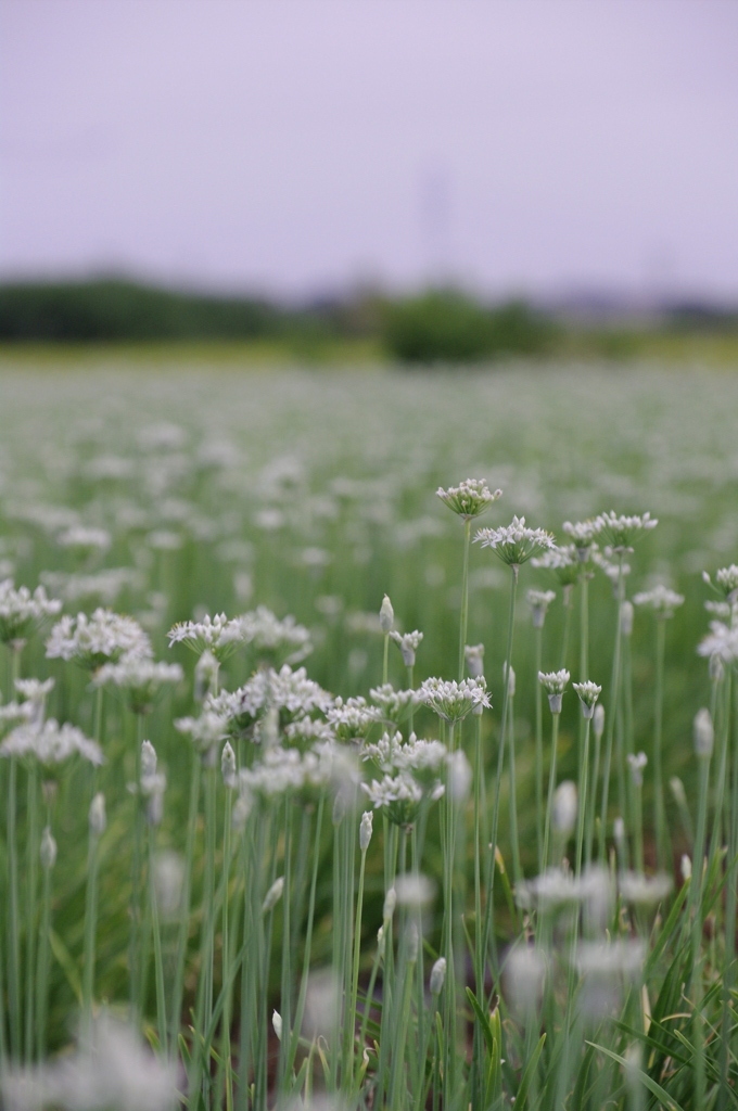 ニラの花