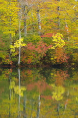 紅葉　長野-鎌池-