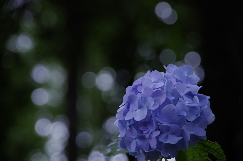 紫陽花