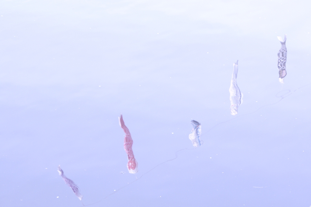 空を泳ぐ鯉