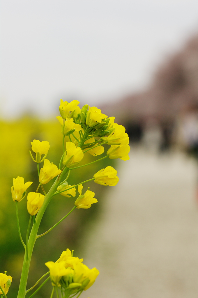 菜の花５