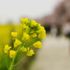 菜の花５