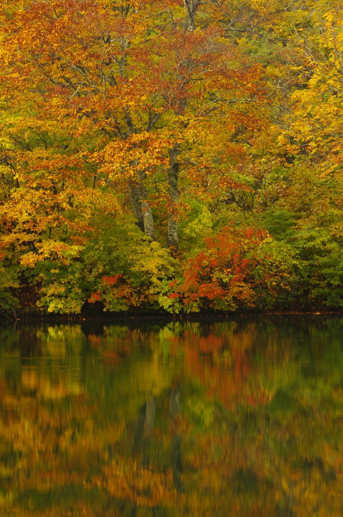 紅葉　長野-鎌池-