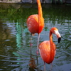 フラミンゴ