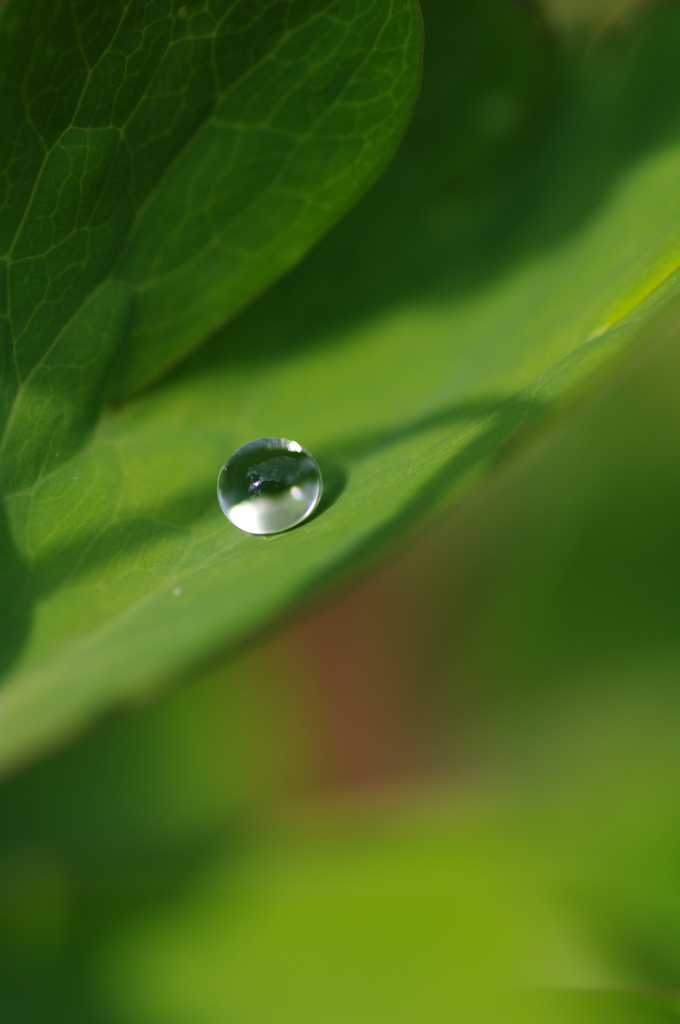 雨上がりの一滴2