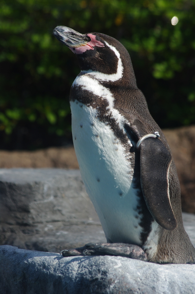 フンボルトペンギン