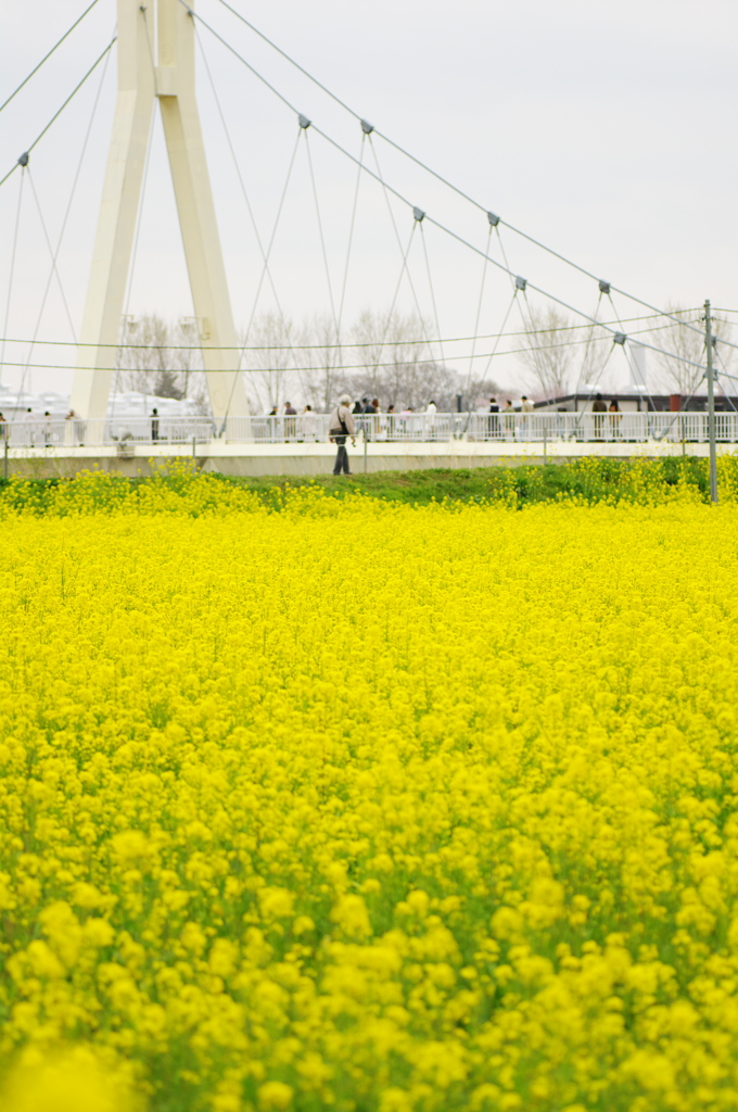 菜の花３