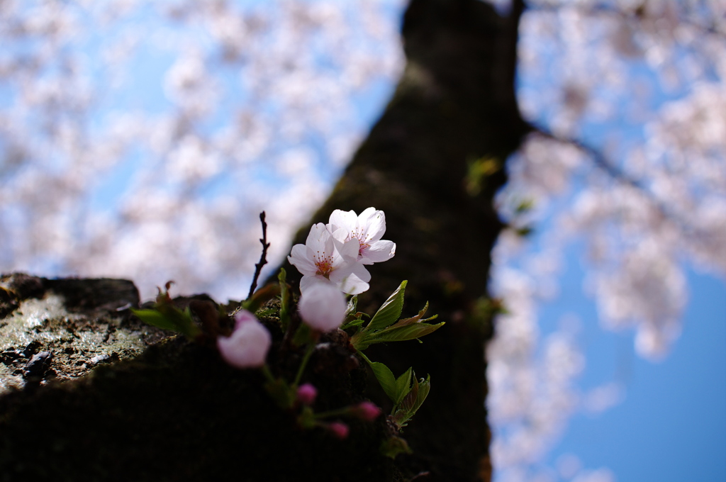 今年最後の桜です