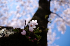 今年最後の桜です