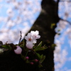 今年最後の桜です
