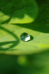 雨上がりの一滴