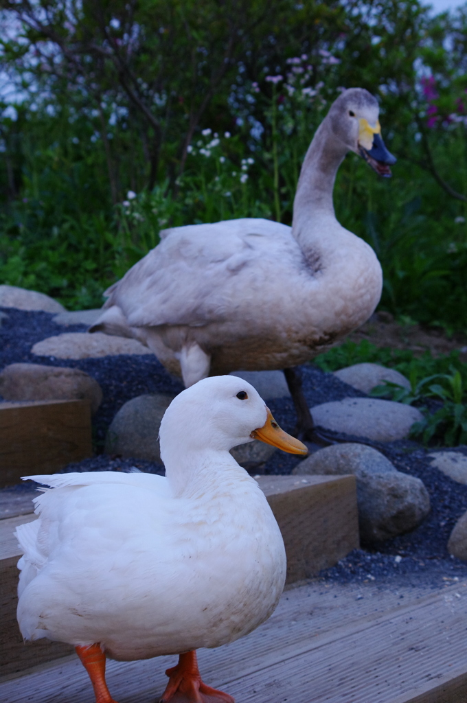 アヒルと白鳥 By Aki Pntx Id 写真共有サイト Photohito