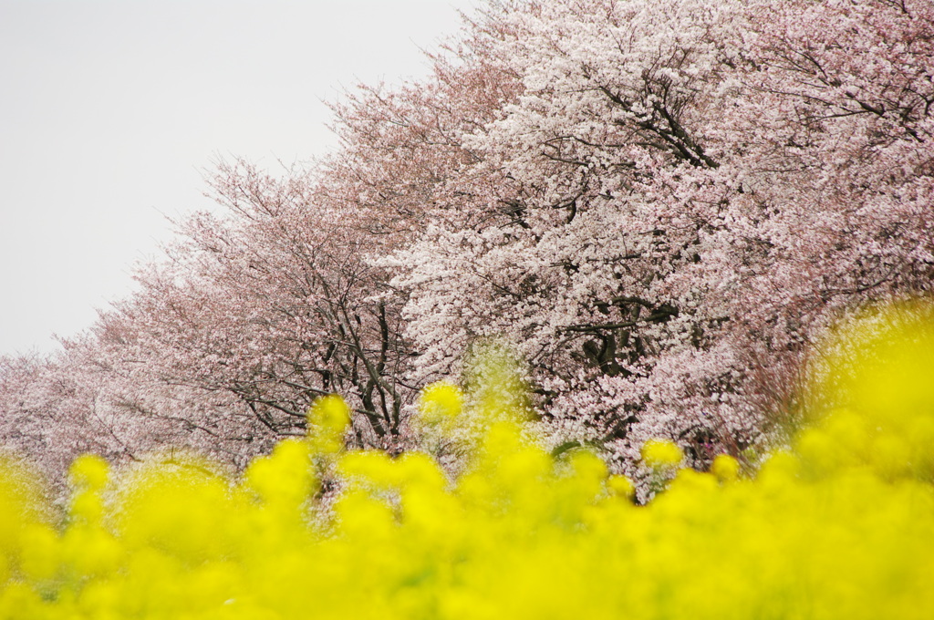 桜と菜の花