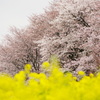 桜と菜の花