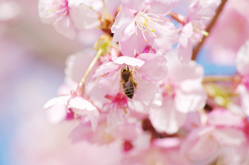 桜とハチ_2