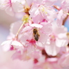 桜とハチ_2
