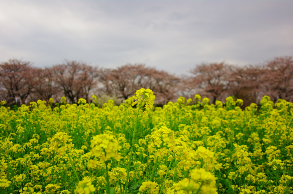 菜の花１