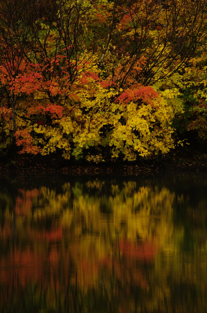 紅葉　長野-鎌池-
