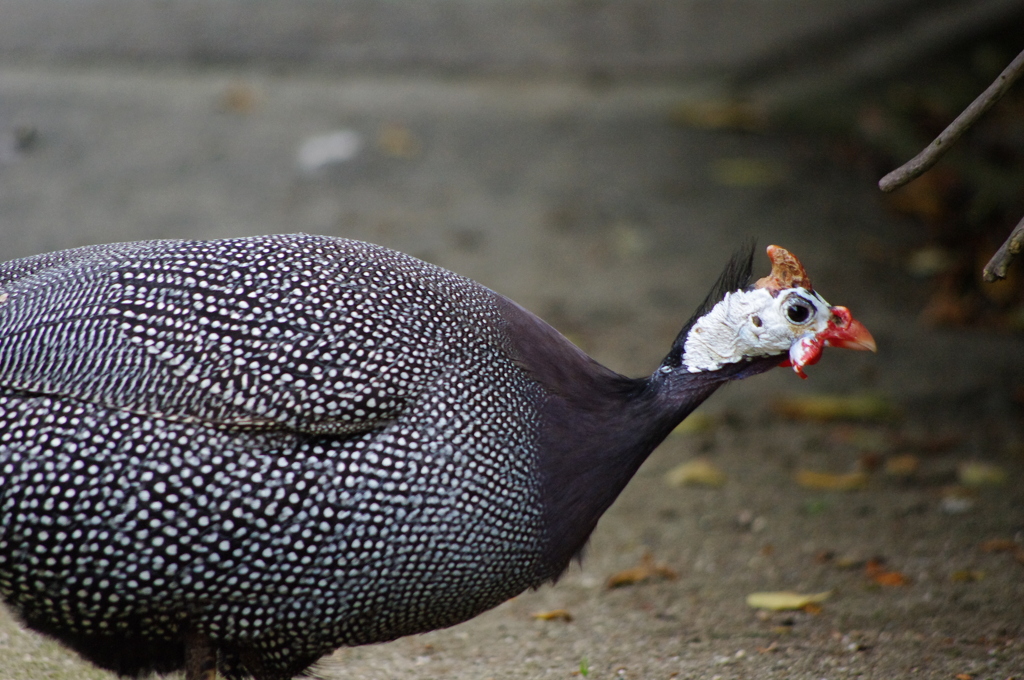 ホロホロチョウ