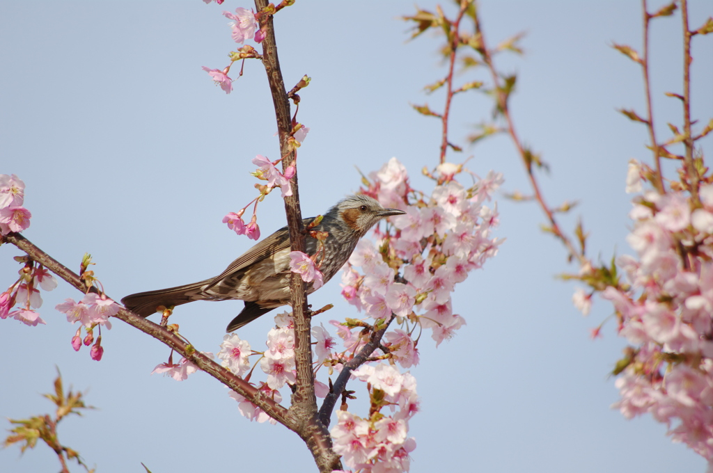 桜と鳥