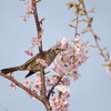 桜と鳥