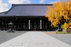 西本願寺とイチョウ