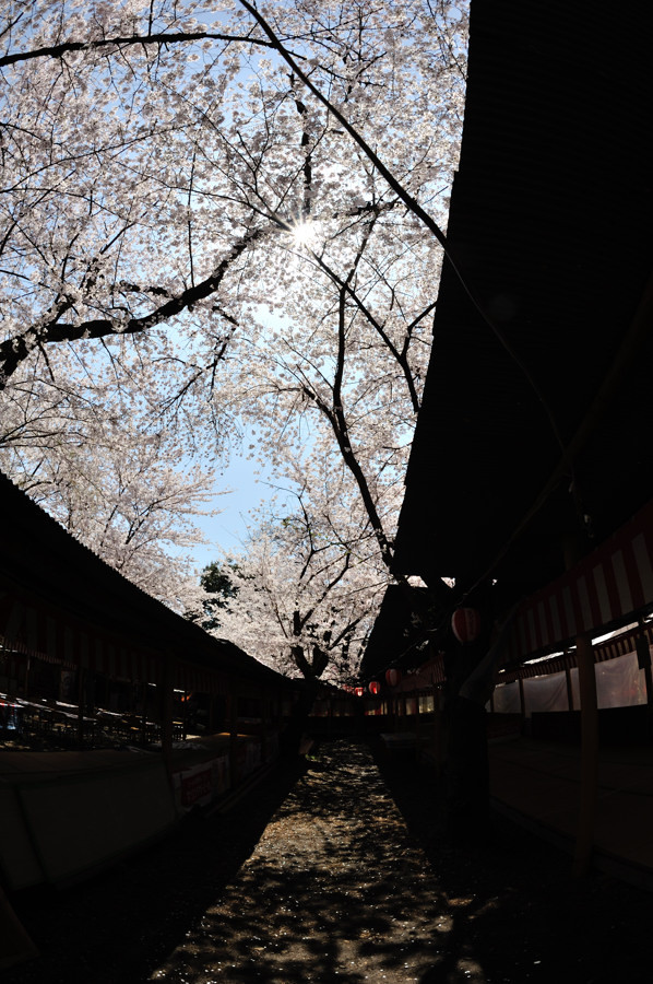 Sakura road