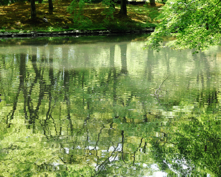 Green pond