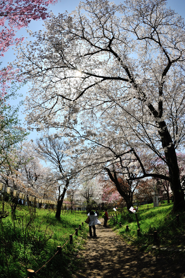 桜の名所にて