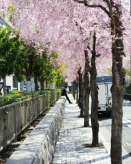 Sakura people