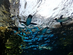 京都水族館　#05