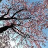 Sakura sky