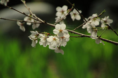 桜のプロフィール