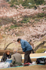 花見