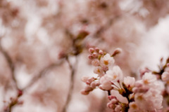 桜咲き乱れてないけど