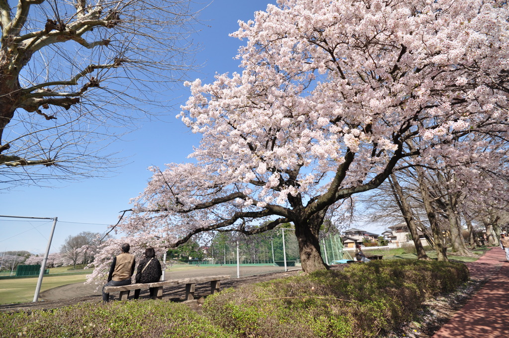 今年も桜の木の下で・・・