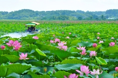 蓮の花
