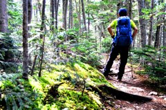 コケの登山道